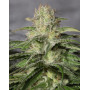 OG Kush CBD Medical Seeds