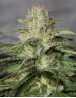 OG Kush CBD Medical Seeds