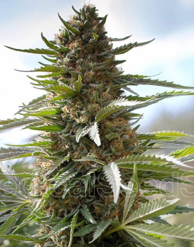 Over Dawg Feminizada Medical Seeds