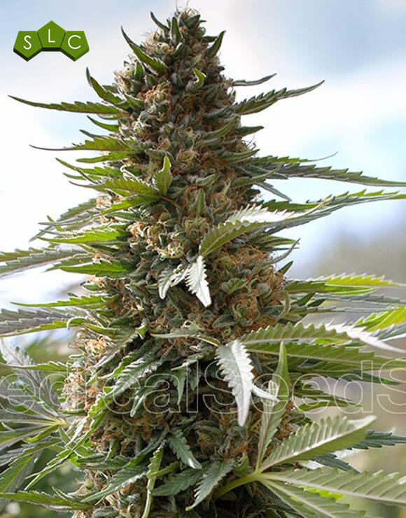 Over Dawg Feminizada Medical Seeds