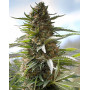 Over Dawg Feminizada Medical Seeds