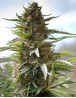 Over Dawg Feminizada Medical Seeds