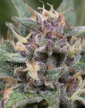 Comprar BlueHell Autofloreciente Medical Seeds