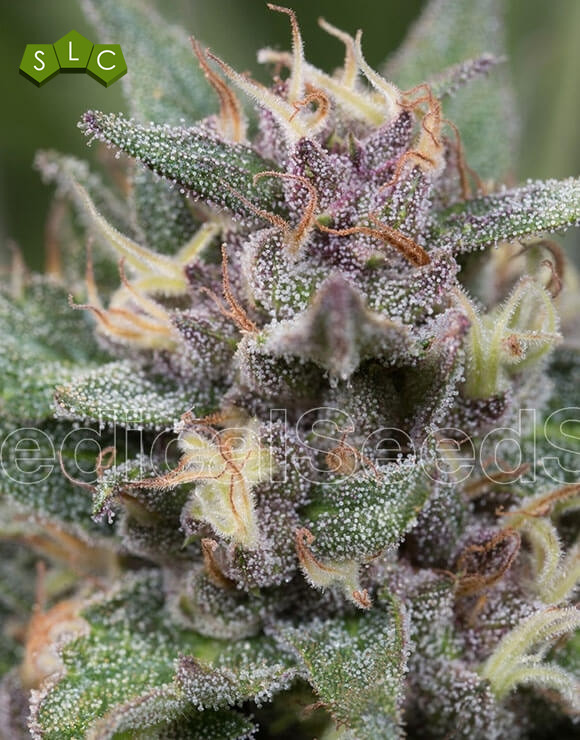 BlueHell Autofloreciente Medical Seeds