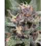 BlueHell Autofloreciente Medical Seeds