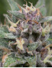 BlueHell Autofloreciente Medical Seeds