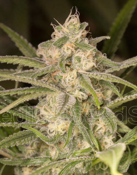 No Name Autofloreciente Medical Seeds