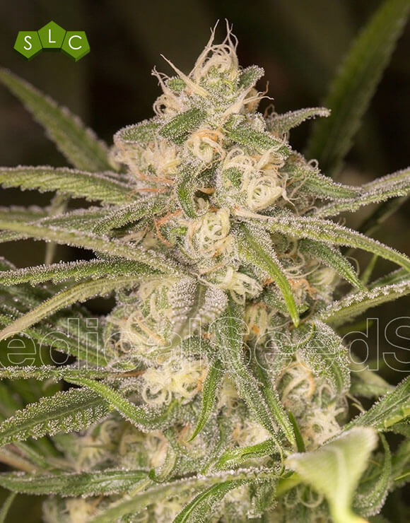 No Name Autofloreciente Medical Seeds