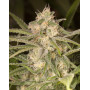 No Name Autofloreciente Medical Seeds