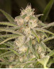 No Name Autofloreciente Medical Seeds