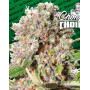 Mendocino Skunk Feminizada Paradise Seeds
