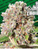 Mendocino Skunk Feminizada Paradise Seeds