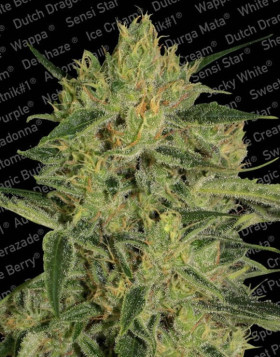 Nebula II CBD Feminizada Paradise Seeds