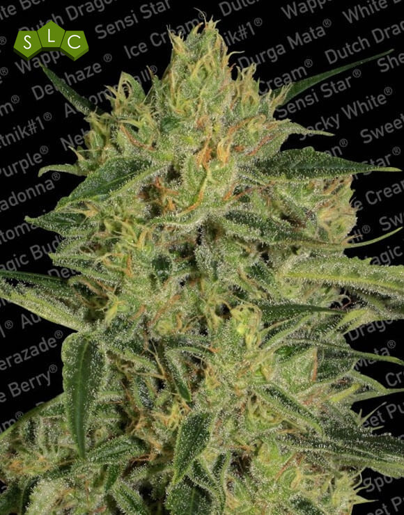 Nebula II CBD Feminizada Paradise Seeds