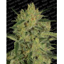 Nebula II CBD Feminizada Paradise Seeds