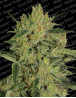 Nebula II CBD Feminizada Paradise Seeds