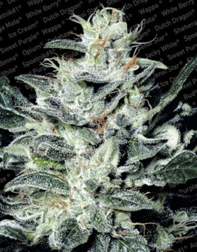 Sensi Star Feminizada Paradise Seeds