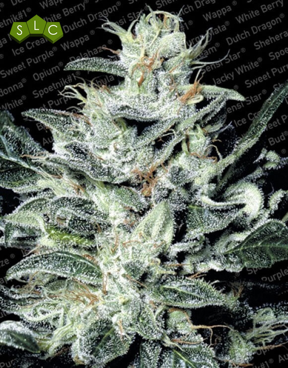 Sensi Star Feminizada Paradise Seeds