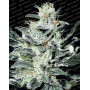 Sensi Star Feminizada Paradise Seeds