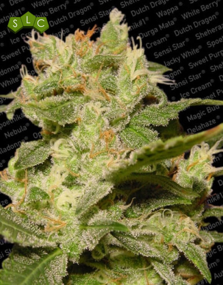 Jack Autofloreciente Paradise Seeds