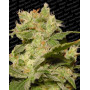 Jack Autofloreciente Paradise Seeds
