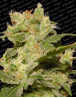 Jack Autofloreciente Paradise Seeds