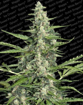 Pandora Autofloreciente Paradise Seeds