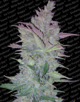 Vertigo Autofloreciente Paradise Seeds
