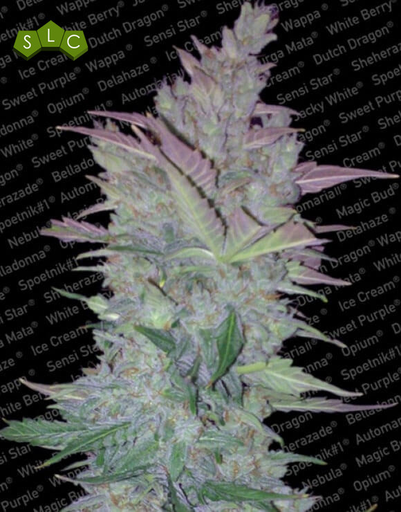 Vertigo Autofloreciente Paradise Seeds