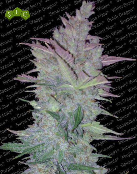 Vertigo Autofloreciente Paradise Seeds