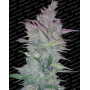Vertigo Autofloreciente Paradise Seeds