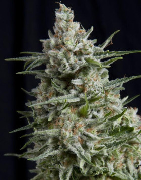 Anesthesia CBD Feminizada Pyramid Seeds