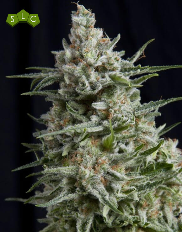 Anesthesia CBD Feminizada Pyramid Seeds