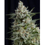 Anesthesia CBD Feminizada Pyramid Seeds