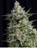 Anesthesia CBD Feminizada Pyramid Seeds