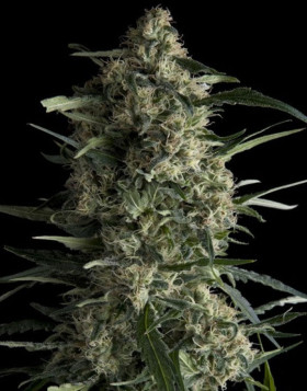 Galaxy CBD Feminizadas Pyramid Seeds