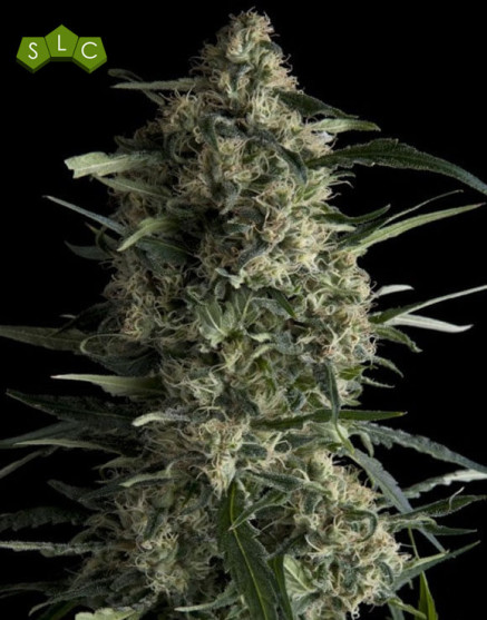 Galaxy CBD Feminizadas Pyramid Seeds