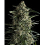 Galaxy CBD Feminizadas Pyramid Seeds
