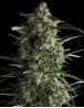 Galaxy CBD Feminizadas Pyramid Seeds