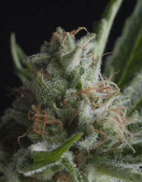 Shark CBD Feminizada Pyramid Seeds