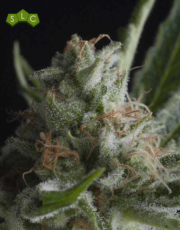 Shark CBD Feminizada Pyramid Seeds