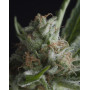 Shark CBD Feminizada Pyramid Seeds