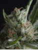Shark CBD Feminizada Pyramid Seeds