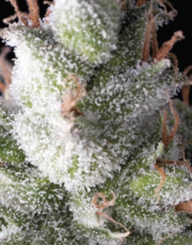 Ramses Feminizada Pyramid Seeds