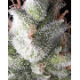 Ramses Feminizada Pyramid Seeds