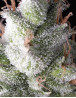 Ramses Feminizada Pyramid Seeds