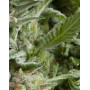Alpujarreña Autofloreciente Pyramid Seeds