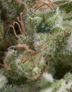 American Pie Autofloreciente Pyramid Seeds