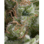 American Pie Autofloreciente Pyramid Seeds