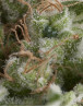 American Pie Autofloreciente Pyramid Seeds